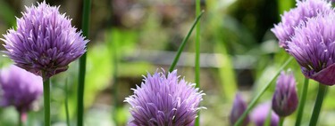 Es bonita, fácil de cultivar y alzará el sabor de tus platillos: empieza a plantar cebollino en casa