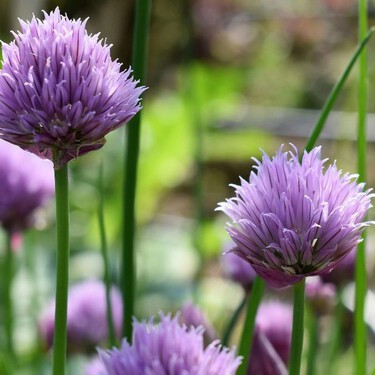 Es bonita, fácil de cultivar y alzará el sabor de tus platillos: empieza a plantar cebollino en casa