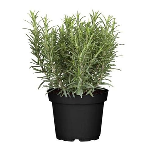 DECOALIVE Romero en Maceta para Terraza y Jardín Planta Viva