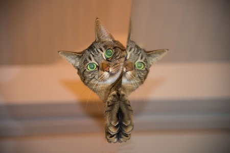 Los gatos adoran relacionarse con los seres humanos