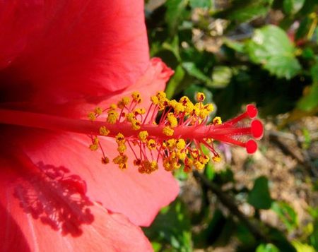 Té de hibisco para reducir la hipertensión