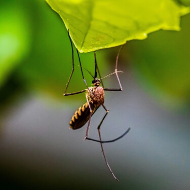 Rohit Lakhwani, doctor: "Tenemos evidencias de que los mosquitos están desarrollando resistencia a los insecticidas" 