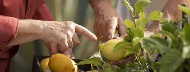 Así debes podar el limonero para que dé una cosecha espectacular