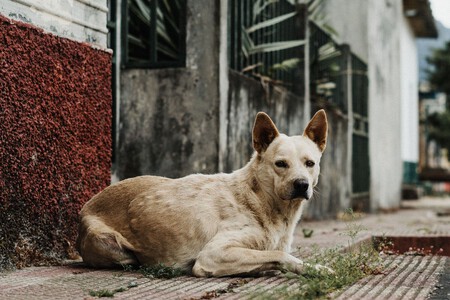 Mexico Aprueba Ley Bienestar Animal Xataka Mexico 8