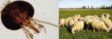 Así es como pica el mosquito que transmite el virus