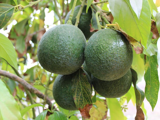 Aguacates