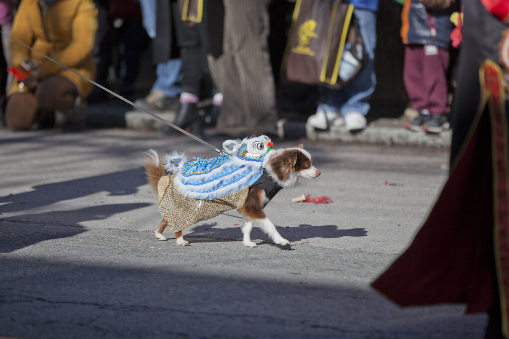 Los chinos ya prefieren tener mascotas a bebés. Y eso está generando un suculento negocio milmillonario