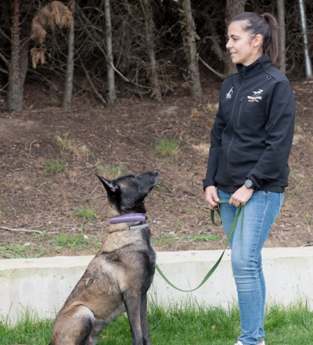 perro-prueba-entrenar