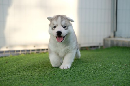Criador Husky 4193503 1280