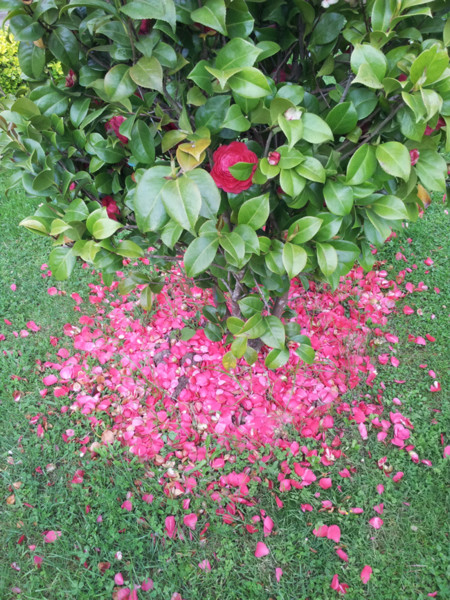 Camelia