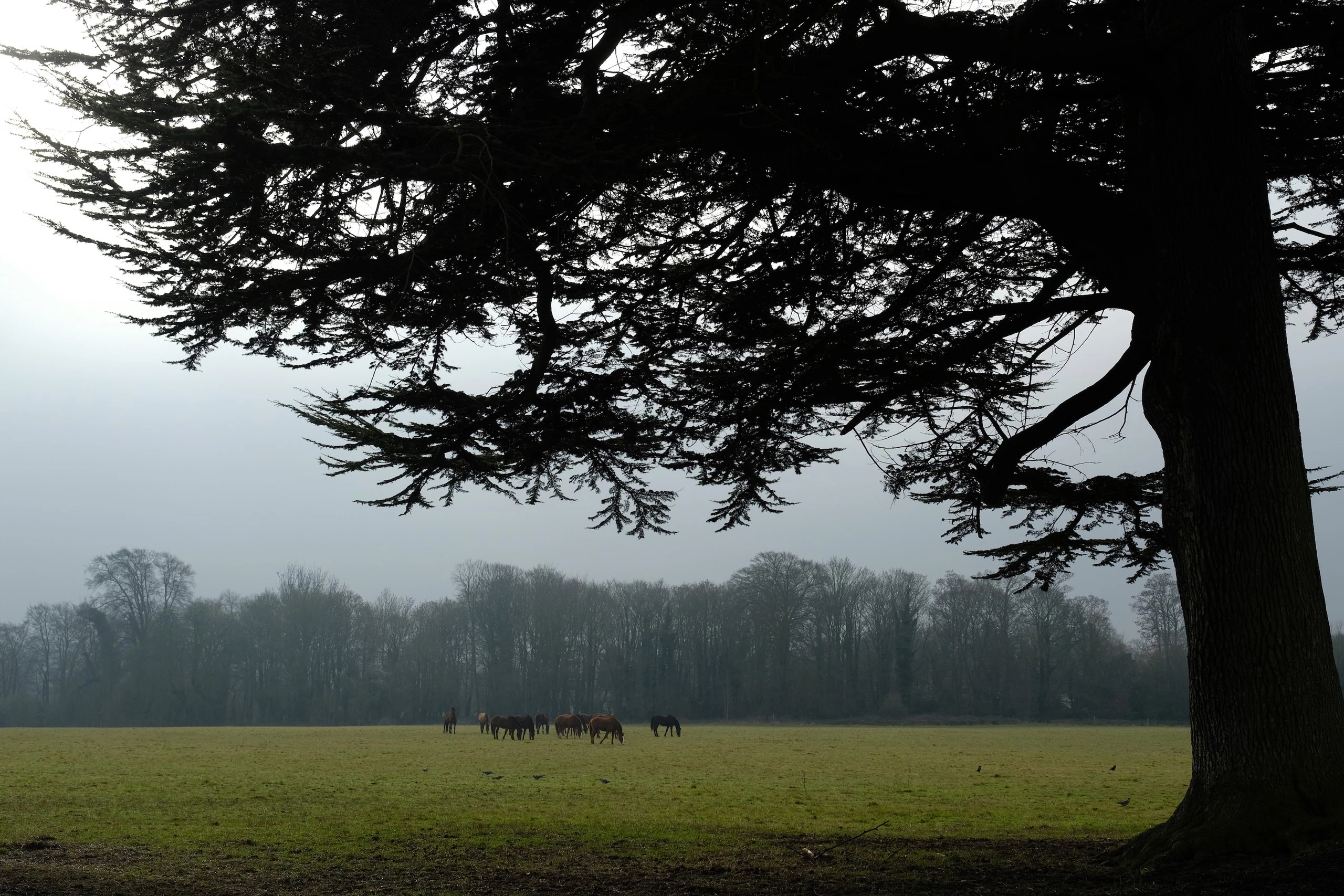 Foto de Fujifilm X-T2 (12 fotos) (1/20)