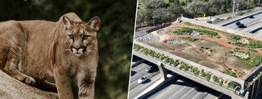 El ADN de los pumas de California está en peligro, así que están haciendo un megapuente de 114 millones de dólares para salvarlo