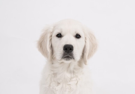 dermatitis-perros