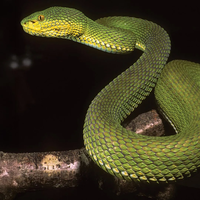 Cientistas descobrem nova espécie de serpente, mas ela tem algo especial: parece a mistura de diversas outras em uma só 