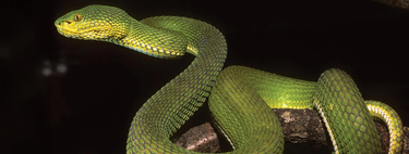 Cientistas descobrem nova espécie de serpente, mas ela tem algo especial: parece a mistura de diversas outras em uma só 