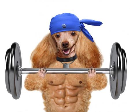 Verano en forma con tu mascota: apúntate al canicross