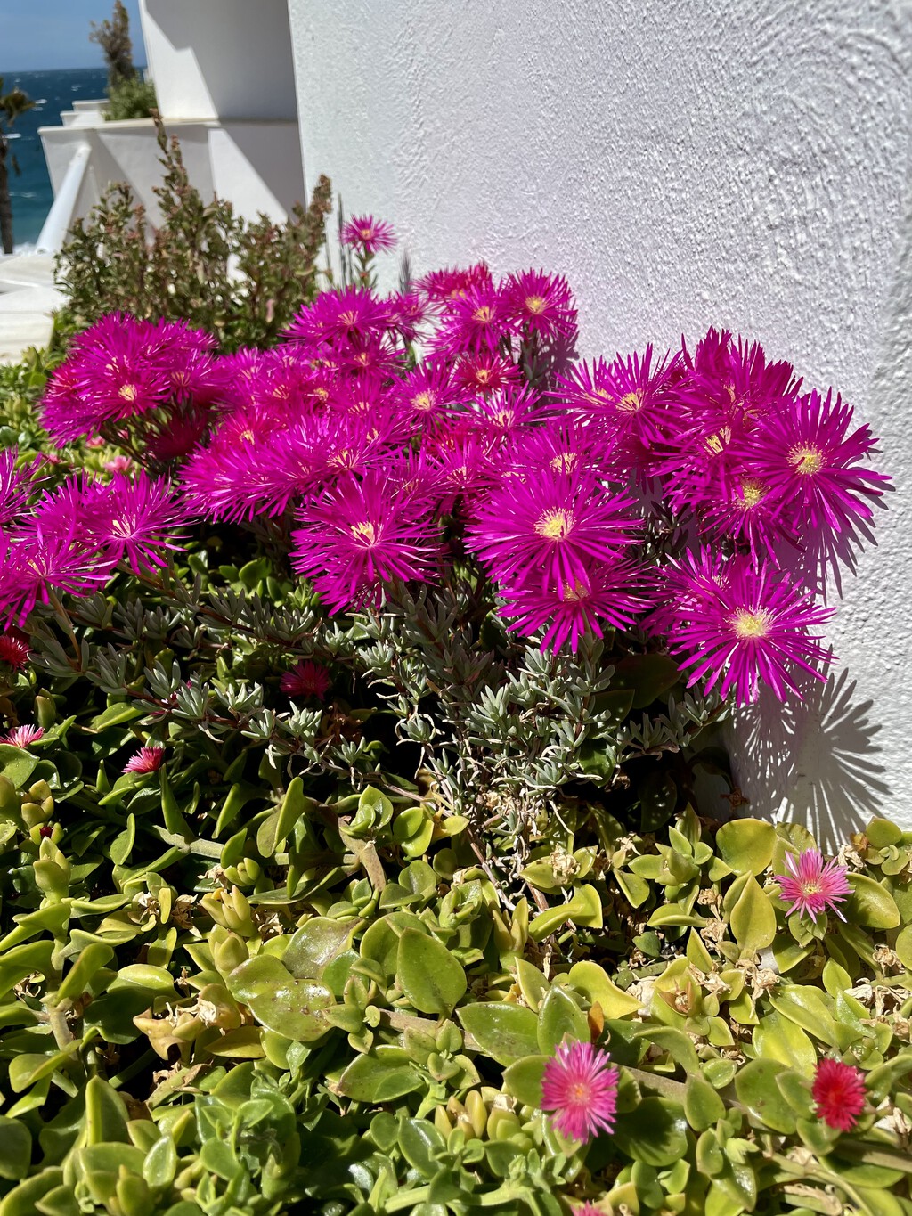 Tenía hormigas en casa y después de probar con todo descubro que es por regar las plantas