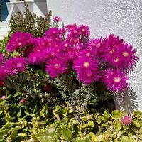Tenía hormigas en casa y después de probar con todo descubro que es por regar las plantas