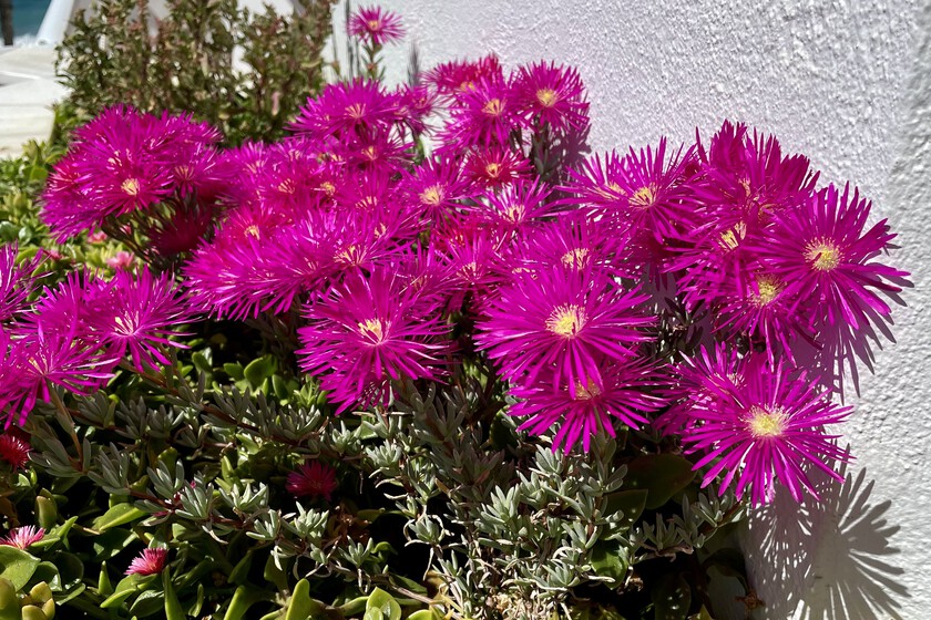 Plantas