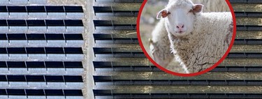 El círculo virtuoso de las megagranjas solares chinas: cómo 20.000 ovejas han hecho brotar hierba en pleno desierto