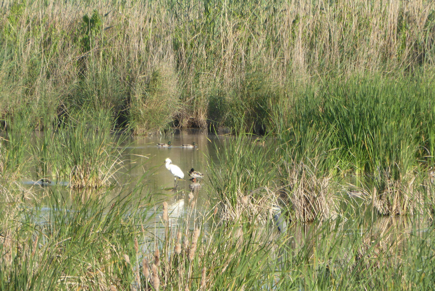 El brazo Este del Bajo Guadalquivir, despensa de Doñana y espectacular zona de avistamiento de aves