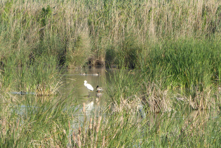 El brazo Este del Bajo Guadalquivir, despensa de Doñana y espectacular zona de avistamiento de aves