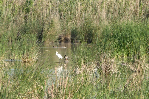 El brazo Este del Bajo Guadalquivir, despensa de Doñana y espectacular zona de avistamiento de aves