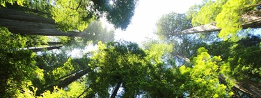 Haciendo una visita a las criaturas más grandes del planeta Tierra