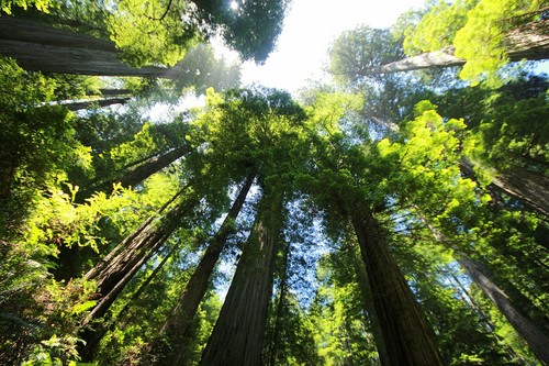 Haciendo una visita a las criaturas más grandes del planeta Tierra