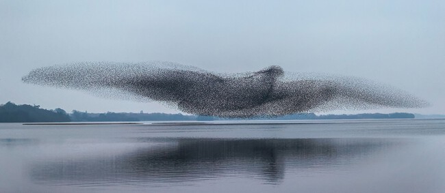 Murmurations 02