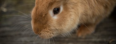 Todo lo que debemos saber sobre los conejos antes de traer uno a casa 