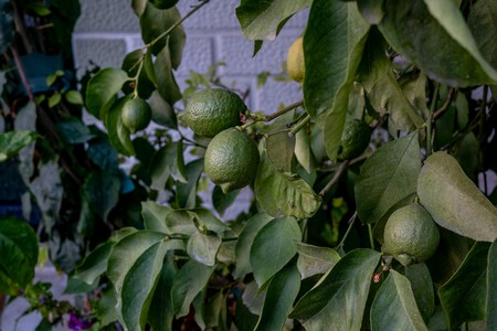 Para qué sirve colgar papel aluminio en un limonero
