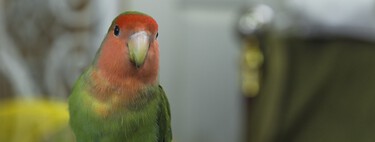 Cuánto cuesta llevar a un loro al veterinario en España