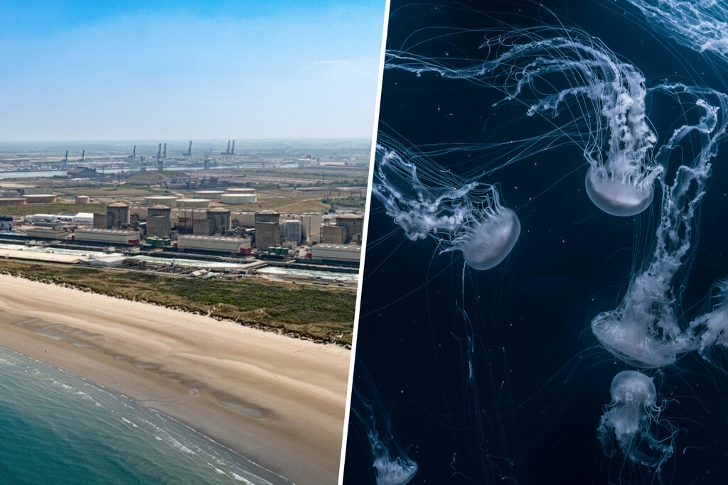 Francia se las prometía felices con la gran central nuclear de Gravelines. Hasta que llegaron los enjambres de medusas