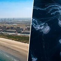 Si la pregunta es si hay una forma de paralizar una central nuclear, Francia tiene la respuesta: una plaga de medusas