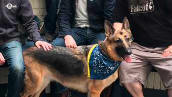 Xbox y Bethesda donan 10.000 dólares en honor a Albóndiga, el amado perro de Fallout 4