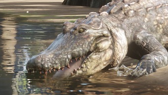 Encuentra orquídeas, plumas y huevos de caimán en Red Dead Redemption 2