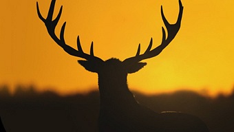 La cacería de The Hunter: Call of the Wild pone rumbo a PS4 y One