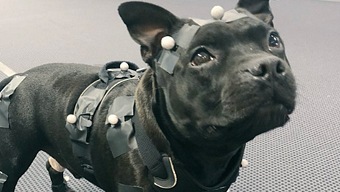 Remedy Entertainment sugiere que habrá perros en su próximo juego