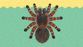 Animal Crossing: New Horizons ha reducido la aparición de ciertos bichos en su reciente actualización