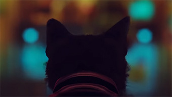 Stray, juego en el que encarnaremos a un gato en un ambiente futurista, muestra nuevos detalles