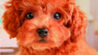 Nintendogs + Cats es el primer juego de 3DS en superar el millón de copias vendidas